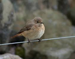 Attēlu rezultāti vaicājumam “Phoenicurus phoenicurus female”