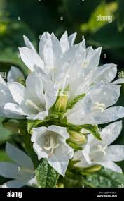 Attēlu rezultāti vaicājumam “Campanula glomerata bud”