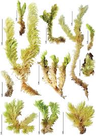 Attēlu rezultāti vaicājumam “Leucobryum juniperoideum”