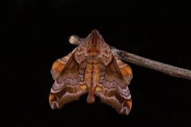 Attēlu rezultāti vaicājumam “Badhamiopsis sp.”