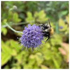 Attēlu rezultāti vaicājumam “Succisa pratensis flower”