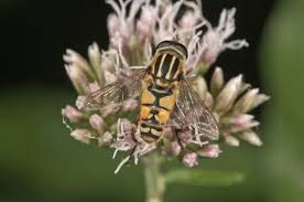 Attēlu rezultāti vaicājumam “Helophilus pendulus”