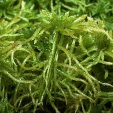 Attēlu rezultāti vaicājumam “Sphagnum squarrosum”