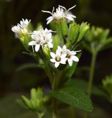 Image result for Stevia rebaudiana