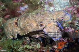 Image result for Scyllarides latus