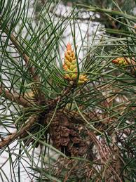 Attēlu rezultāti vaicājumam “Pinus sylvestris fruit”