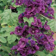 Image result for Malva sylvestris var. mauritiana