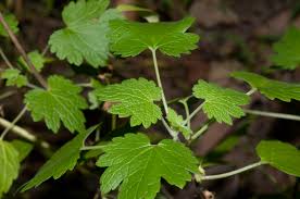 Attēlu rezultāti vaicājumam “Leonurus cardiaca”