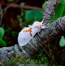 Attēlu rezultāti vaicājumam “Leucodonta bicoloria”