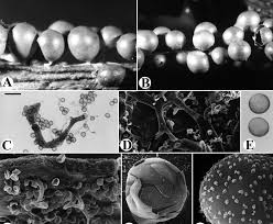 Attēlu rezultāti vaicājumam “Craterium leucocephalum var. scyphoides”