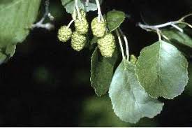 Attēlu rezultāti vaicājumam “Alnus glutinosa”