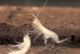 Attēlu rezultāti vaicājumam “Amphipoda”