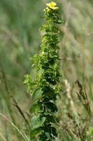 Attēlu rezultāti vaicājumam “Hypericum maculatum flower”