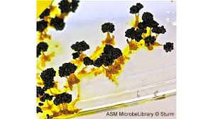 Attēlu rezultāti vaicājumam “Physarum contextum spores”