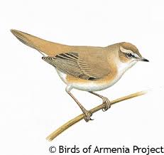 Image result for Acrocephalus agricola