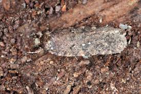 Attēlu rezultāti vaicājumam “Depressariidae”