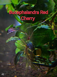 Risultati immagini per bucephalandra pinoh red stem