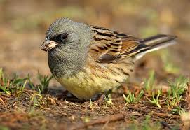 Image result for Emberiza spodocephala