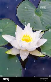 Attēlu rezultāti vaicājumam “Nymphaea alba flower”