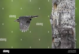 Attēlu rezultāti vaicājumam “Picoides tridactylus adult”