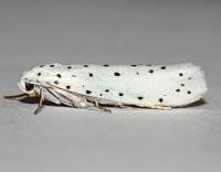 Attēlu rezultāti vaicājumam “Yponomeuta malinellus / cagnagella”