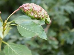 Attēlu rezultāti vaicājumam “Thecabius affinis”