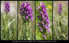 Attēlu rezultāti vaicājumam “Dactylorhiza incarnata leaf”