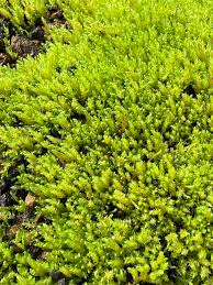 Attēlu rezultāti vaicājumam “Pohlia wahlenbergii var. calcarea”