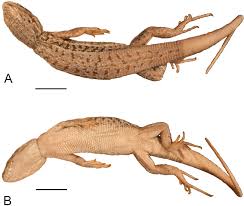 Attēlu rezultāti vaicājumam “Lycogala convexum sessile”