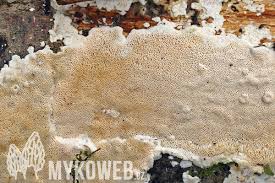 Attēlu rezultāti vaicājumam “Junghuhnia nitida”