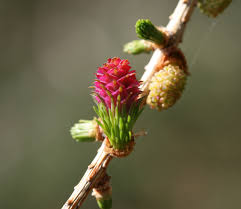 Attēlu rezultāti vaicājumam “Larix decidua flower”