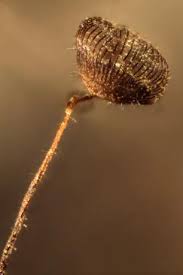 Attēlu rezultāti vaicājumam “Cribraria cancellata var. fusca spores”