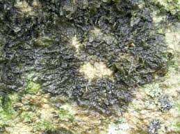 Attēlu rezultāti vaicājumam “Collema flaccidum”