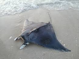 Image result for Mobula hypostoma