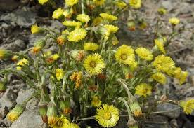 Attēlu rezultāti vaicājumam “Tussilago farfara bud”