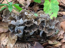 Attēlu rezultāti vaicājumam “Pseudocraterellus”