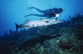 Image result for Dive Barracuda