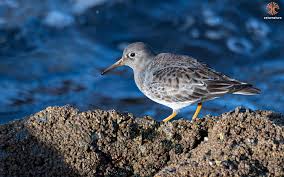 Attēlu rezultāti vaicājumam “Calidris maritima”