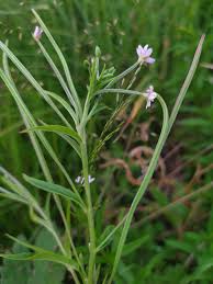 Attēlu rezultāti vaicājumam “Epilobium palustre”