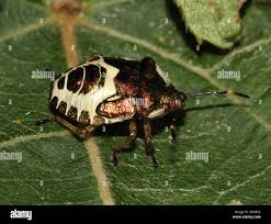 Attēlu rezultāti vaicājumam “Eurydema oleracea imago”