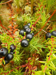 Attēlu rezultāti vaicājumam “Empetrum nigrum fruit”