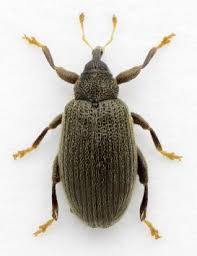 Attēlu rezultāti vaicājumam “Rhynchaenus lonicerae”