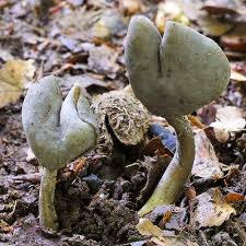 Attēlu rezultāti vaicājumam “Helvella atra”