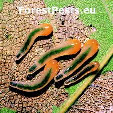 Attēlu rezultāti vaicājumam “Caliroa annulipes larva”