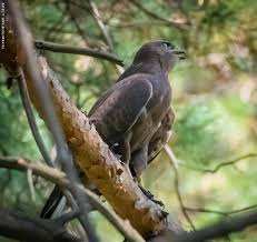 Attēlu rezultāti vaicājumam “Buteo buteo adult”