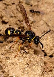 Attēlu rezultāti vaicājumam “Eumenes sp.”