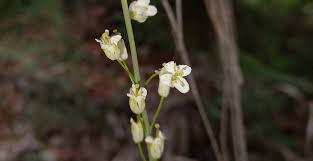Attēlu rezultāti vaicājumam “Arabis glabra flower”