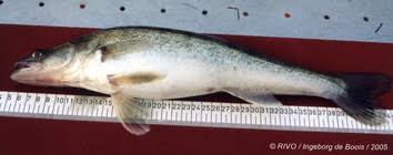 Image result for Sander lucioperca