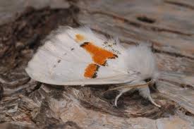 Attēlu rezultāti vaicājumam “Leucodonta bicoloria”