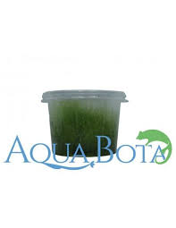 Attēlu rezultāti vaicājumam “Amblystegium serpens macro”